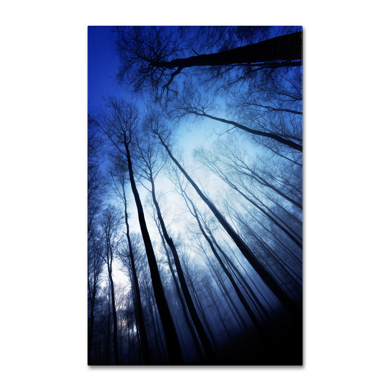 Philippe Sainte-Laudy 'Blue Forest' Canvas Art 16 X 24