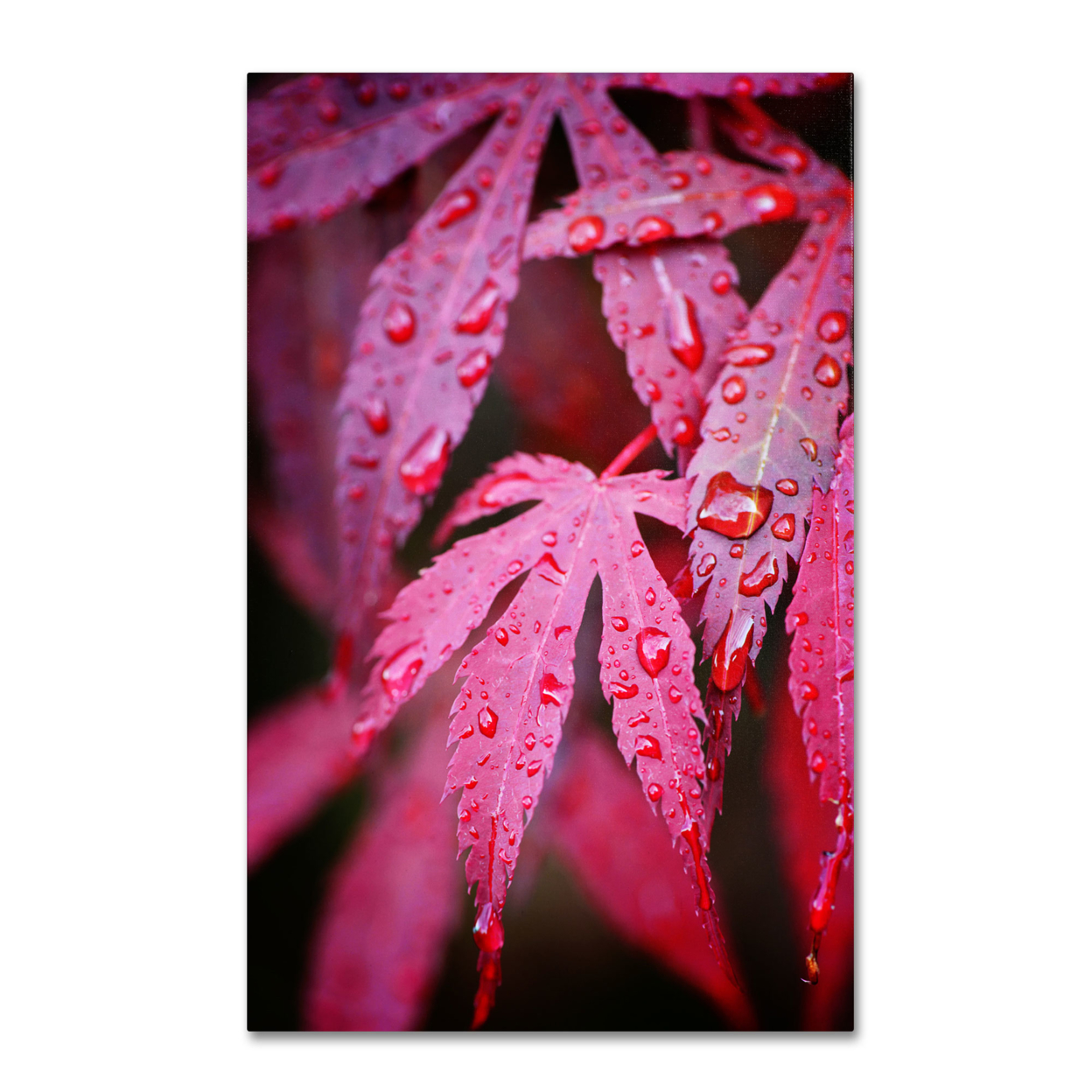 Philippe Sainte-Laudy 'Red Maple Leaves' Canvas Art 16 X 24