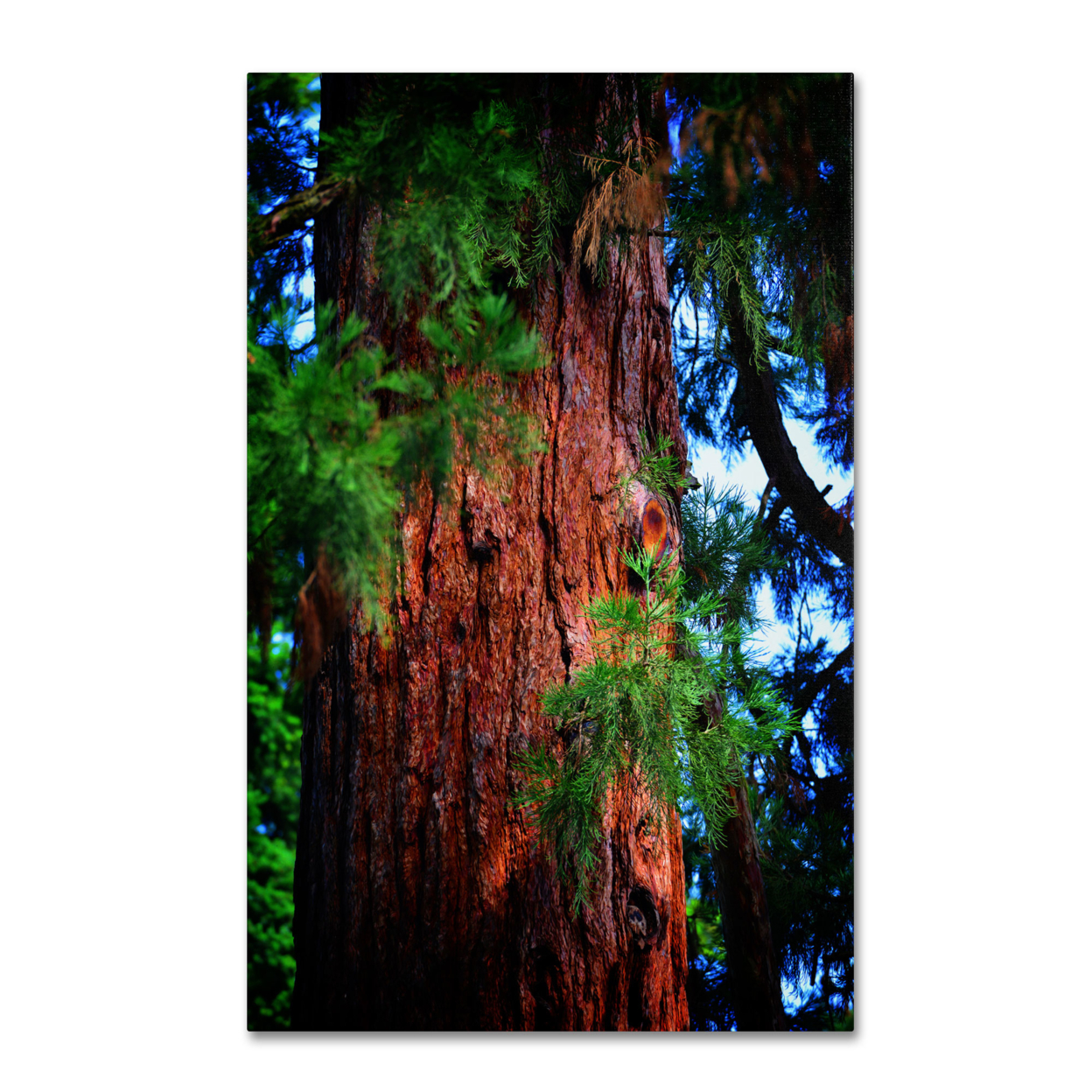 Philippe Sainte-Laudy 'Giant Sequoia' Canvas Art 16 X 24