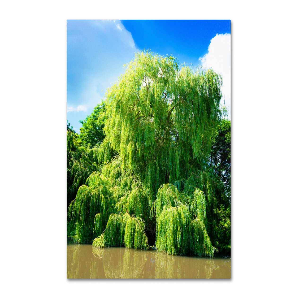 Philippe Sainte-Laudy 'Weeping Willow' Canvas Art 16 X 24