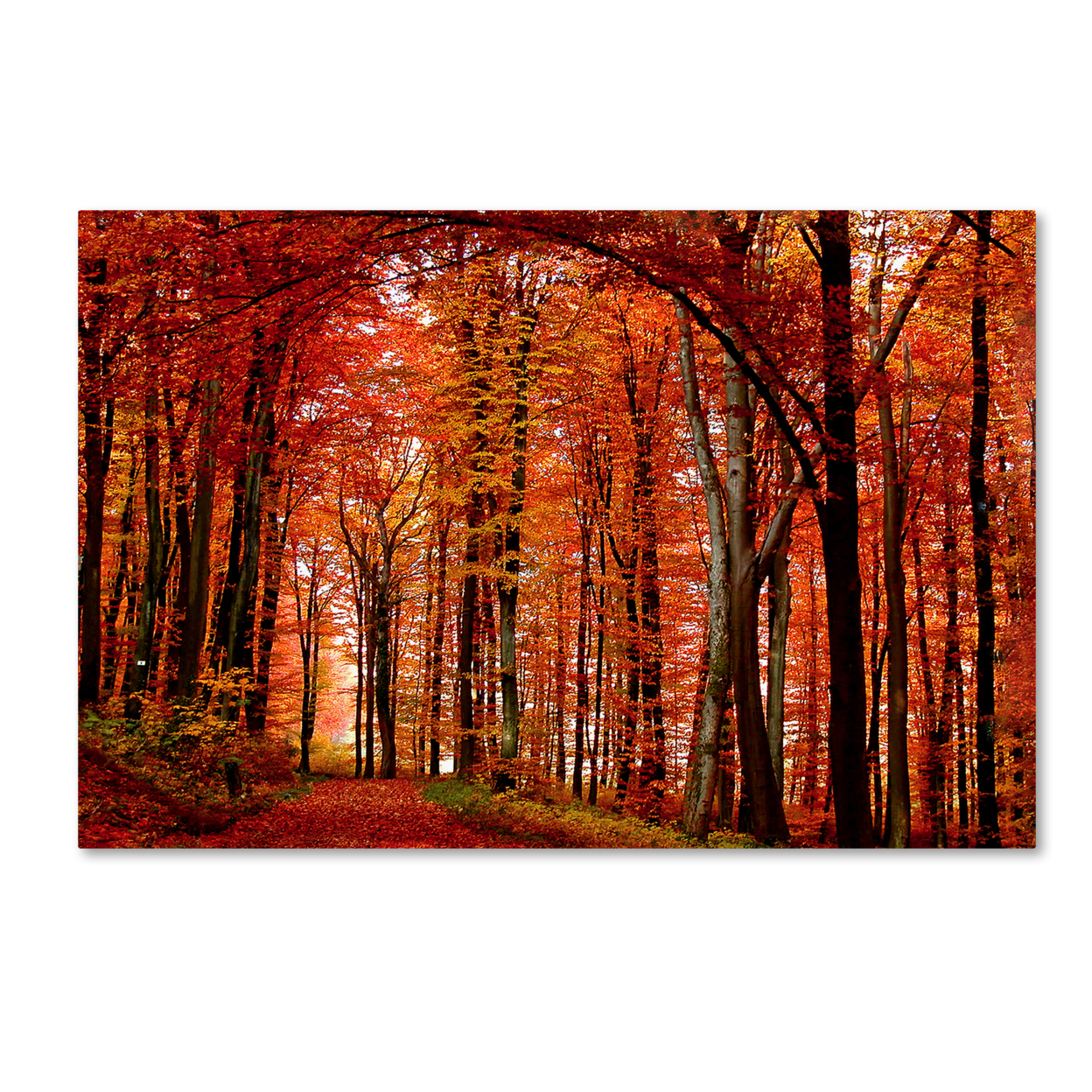 Philippe Sainte-Laudy 'The Red Way' Canvas Art 16 X 24