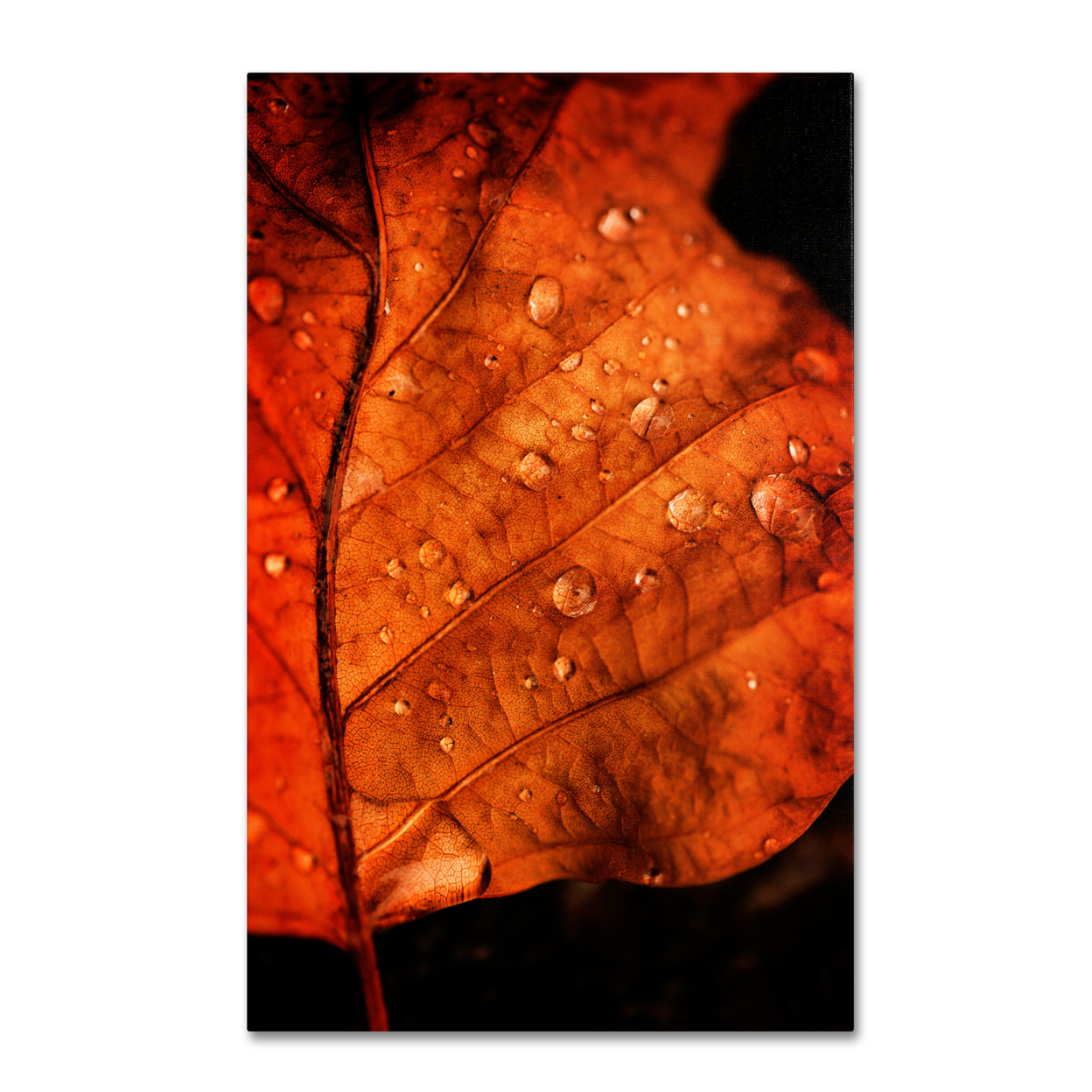 Philippe Sainte-Laudy 'Autumn Droplets' Canvas Art 16 X 24
