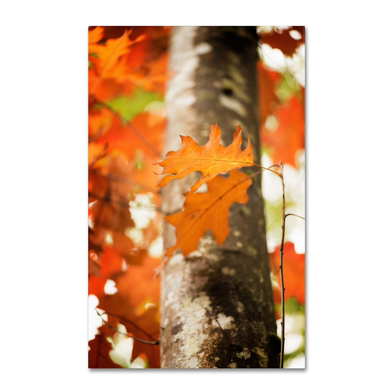 Philippe Sainte-Laudy 'Oak In Autumn' Canvas Art 16 X 24
