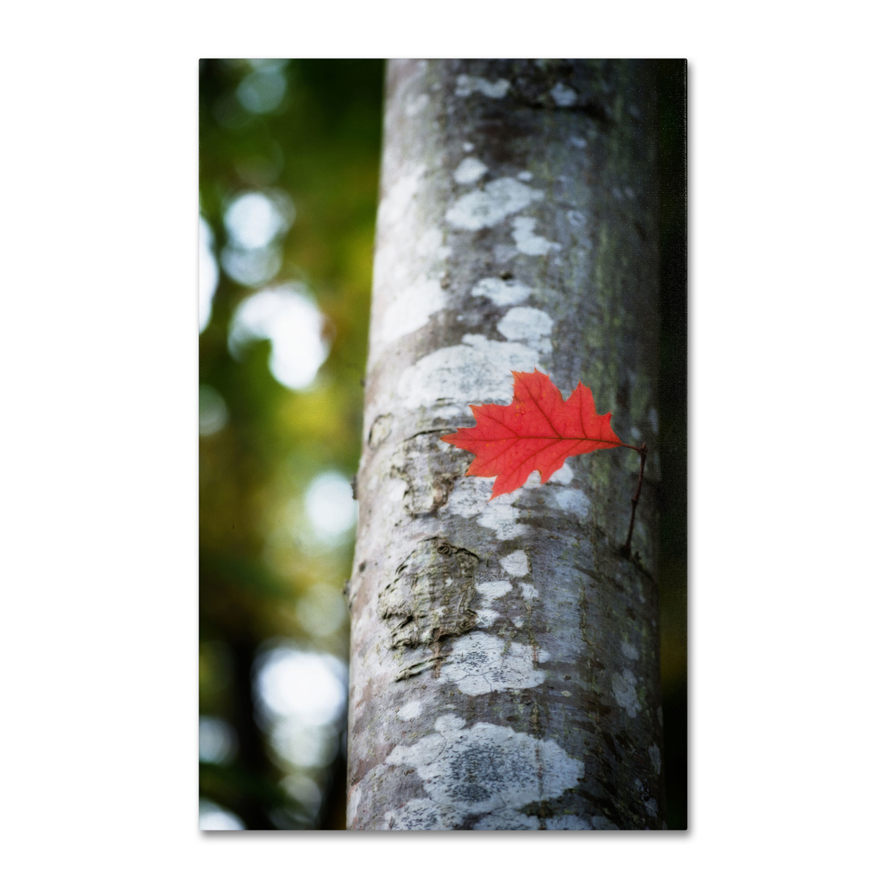 Philippe Sainte-Laudy 'Solitary Red Leaf' Canvas Art 16 X 24