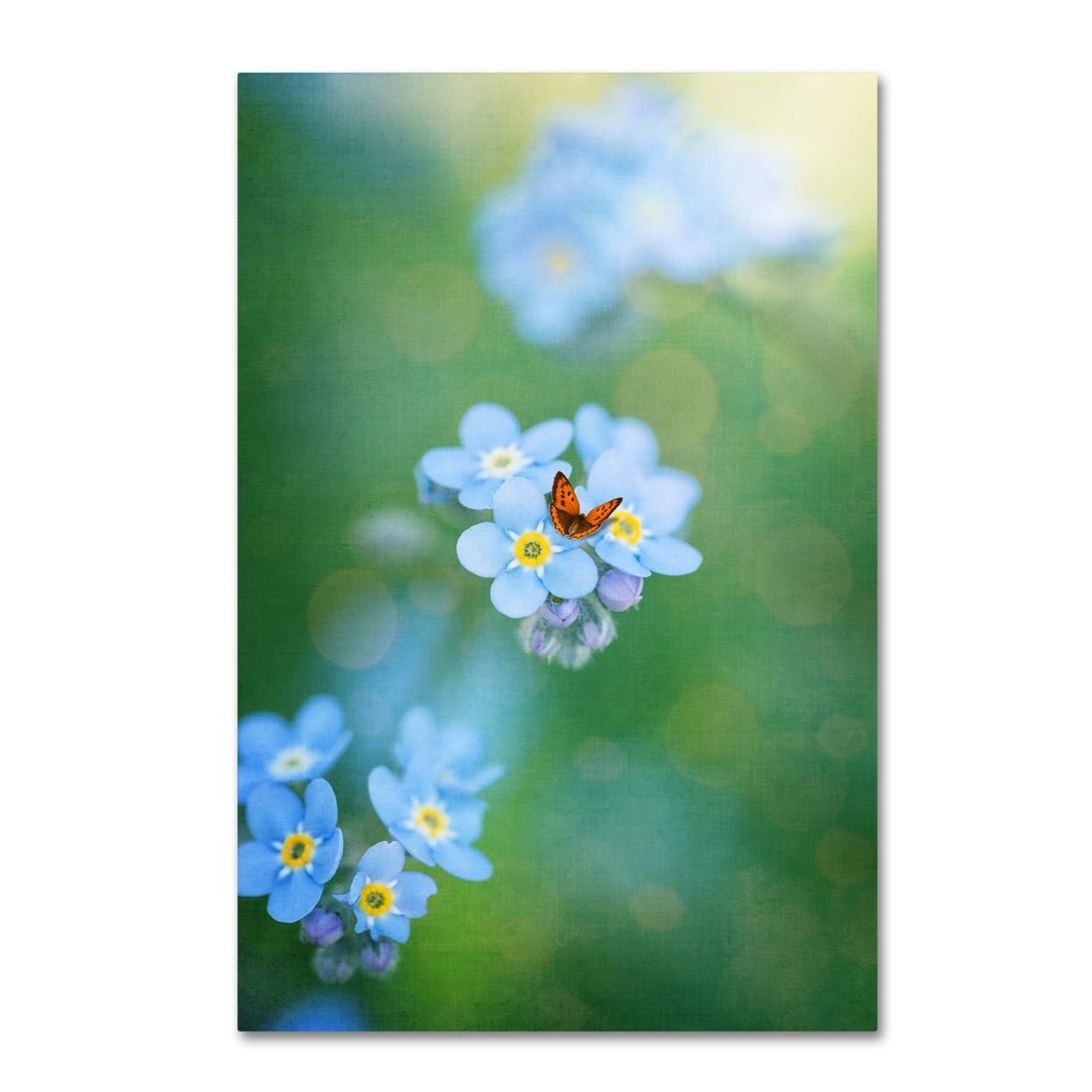 Philippe Sainte-Laudy 'Forget-Me-Not' Canvas Art 16 X 24