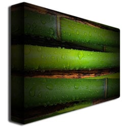 Philippe Sainte Laudy 'Bamboo Drops' Canvas Art 16 X 24