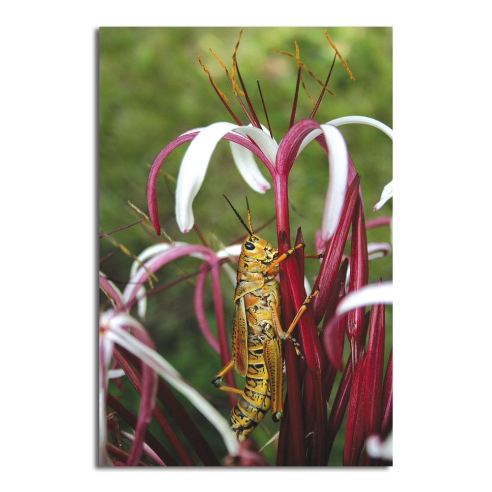 Patty Tuggle 'Flower Grasshopper' Canvas Art 16 X 24