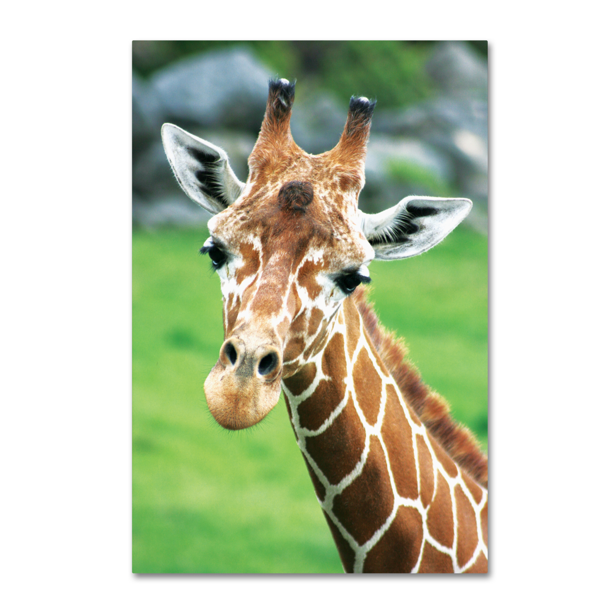 Patty Tuggle 'Giraffe Hello' Canvas Art 16 X 24