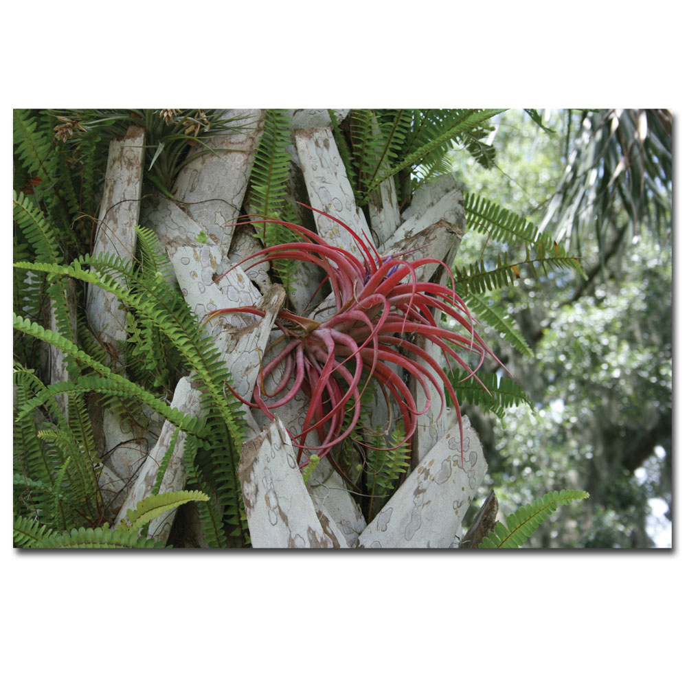 Patty Tuggle 'Air Plant In Pink' Canvas Art 16 X 24