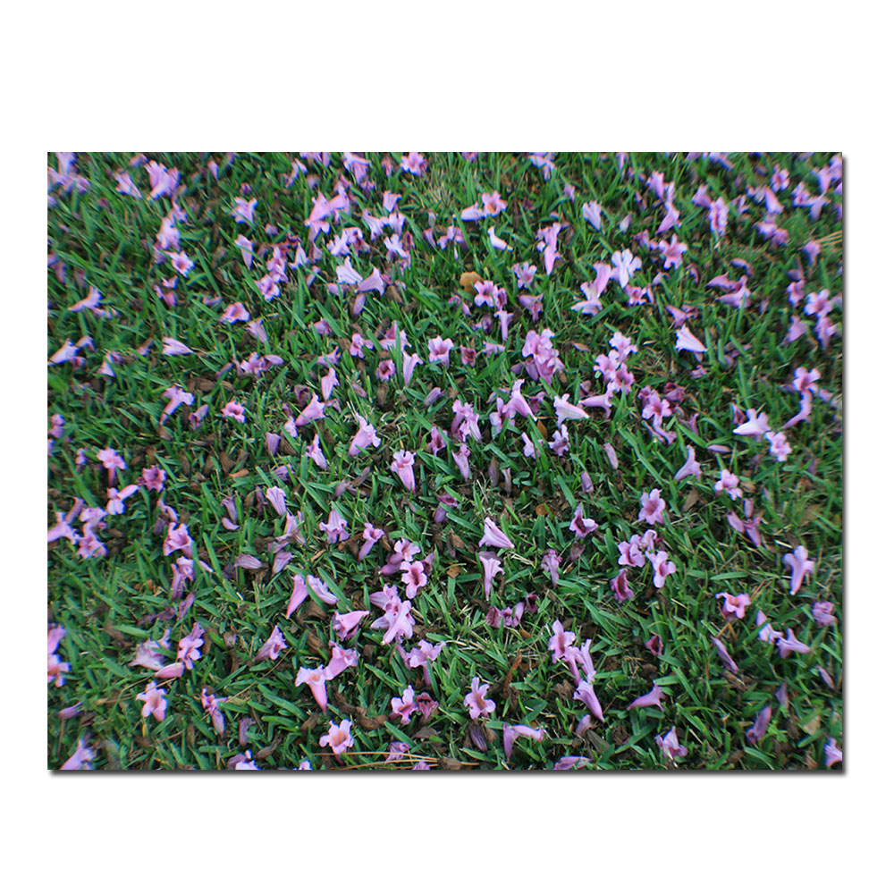 Patty Tuggle 'Fallen Flowers' Canvas Art 16 X 24