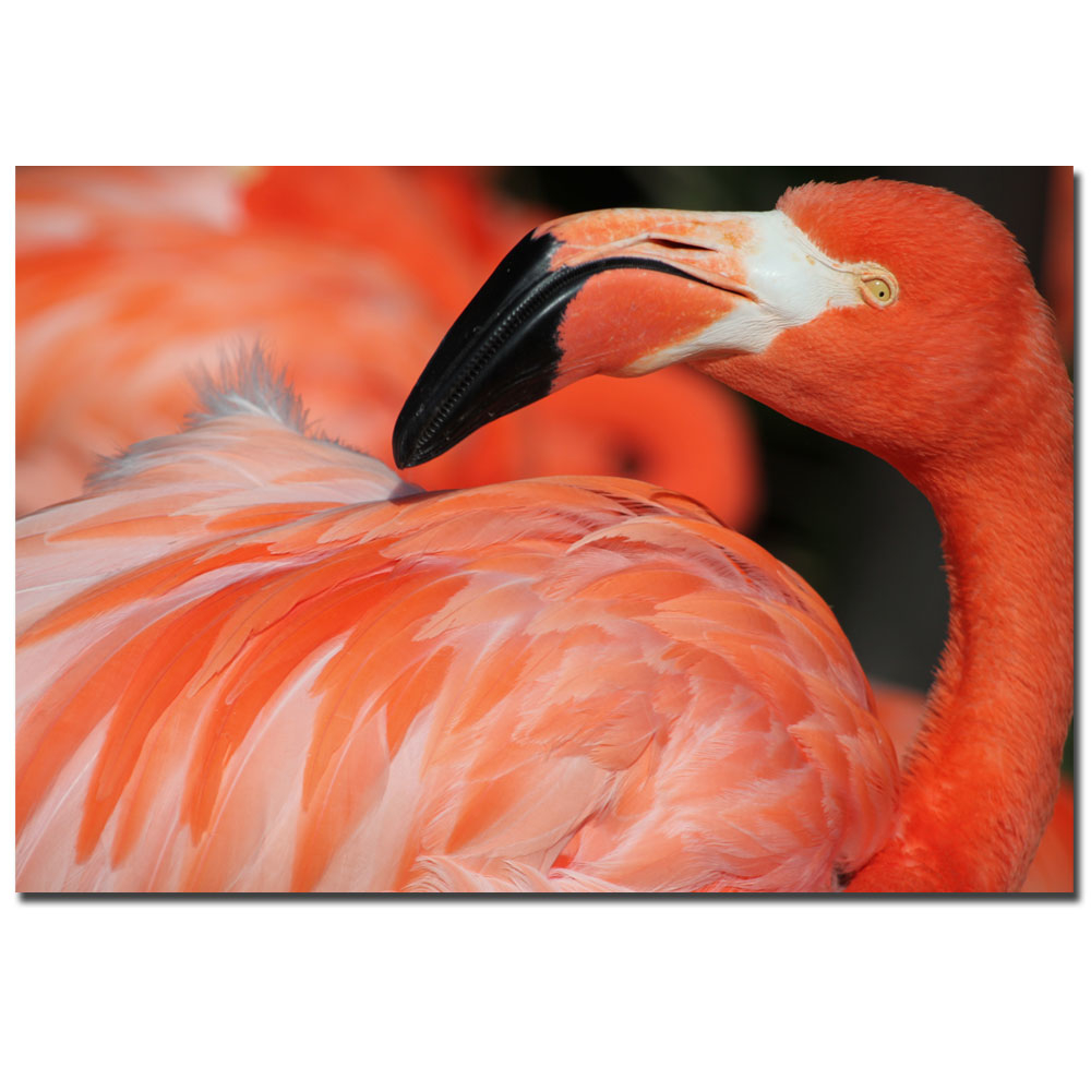 Patty Tuggle 'Pink Flamingo' Canvas Art 16 X 24