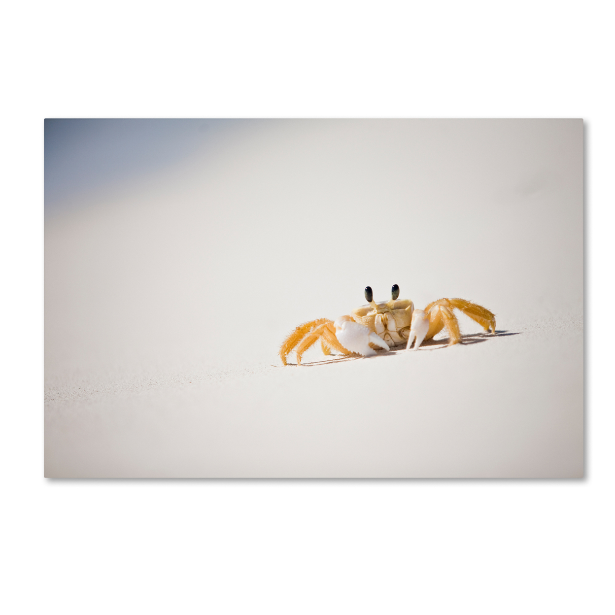 Yale Gurney 'Ghost Crab 7' Canvas Art 16 X 24