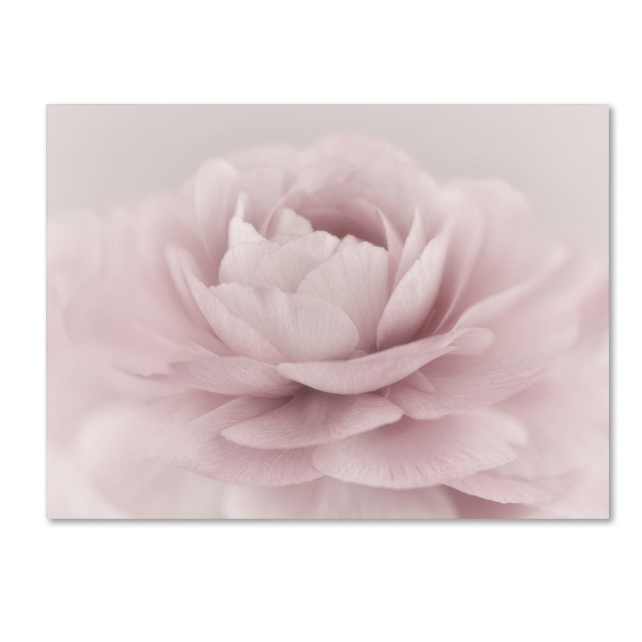 Cora Niele 'Stylisch Rose Pink' Canvas Art 18 X 24