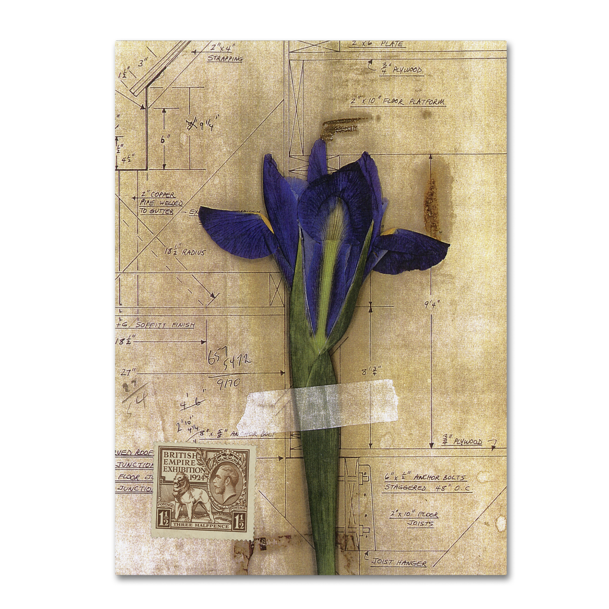Nick Bantock 'Iris Plan' Canvas Art 18 X 24