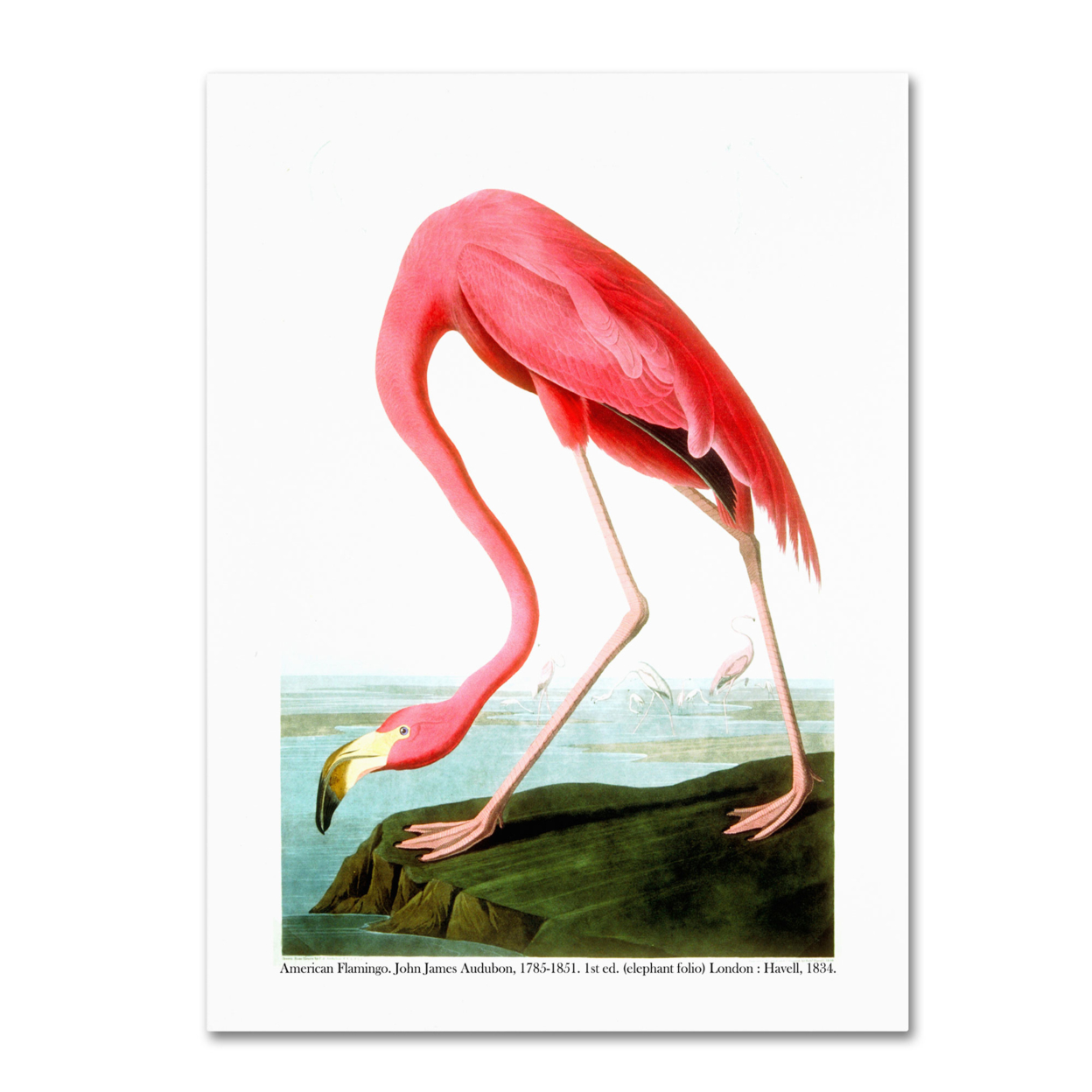 John James Audubon 'American Flamingo' 1834 Canvas Art 18 X 24