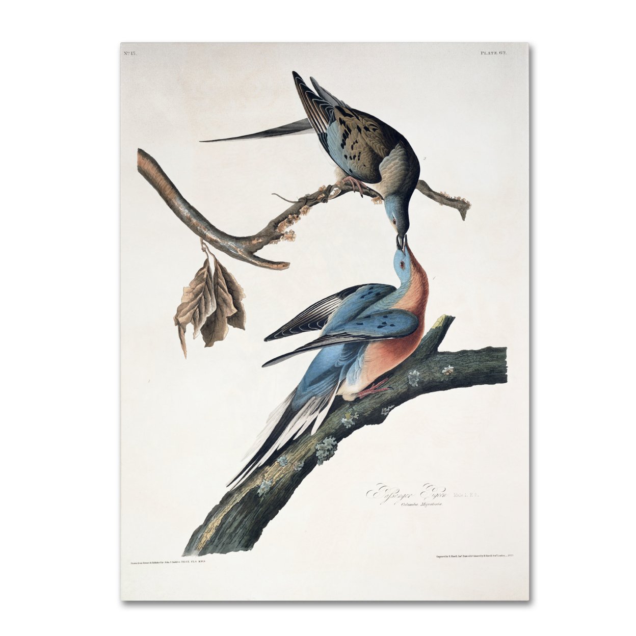 John James Audubon 'Passenger Pigeon' Canvas Art 18 X 24