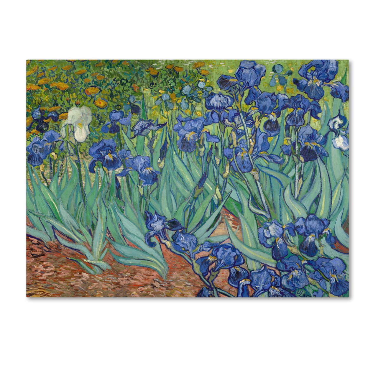 Vincent Van Gogh 'Irises, 1889' Canvas Art 18 X 24