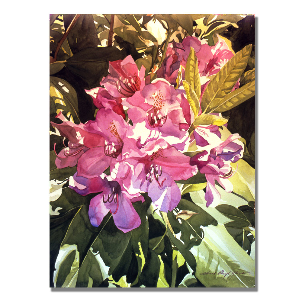 David Lloyd Glover 'Royal Rhododendrons' Canvas Art 18 X 24