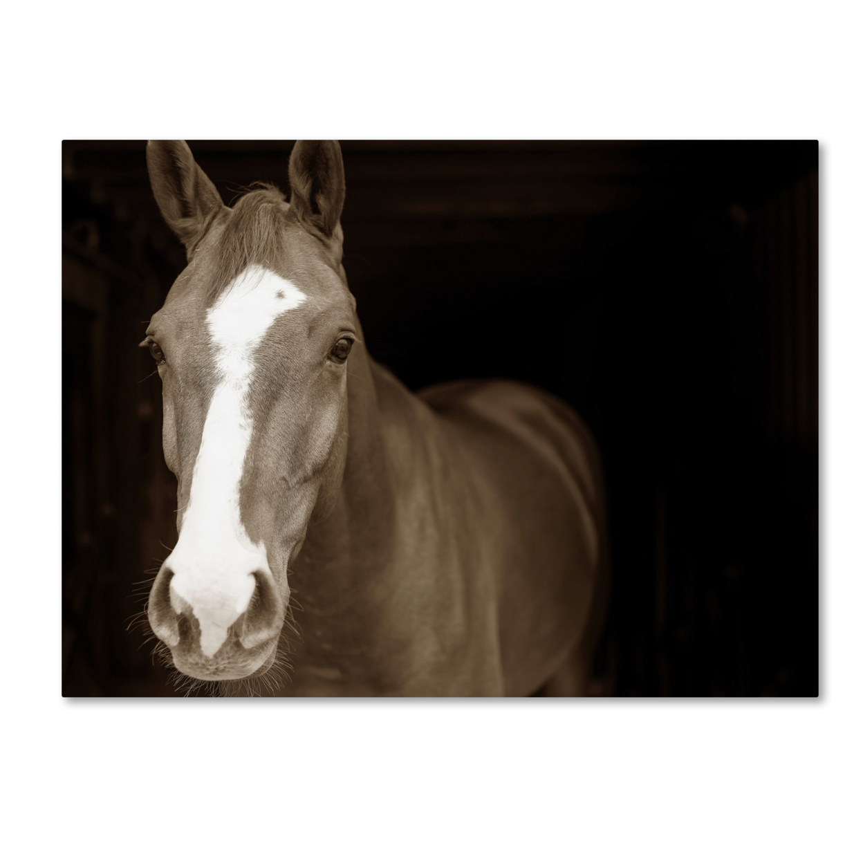 Preston 'Horse Portrait' Canvas Art 18 X 24