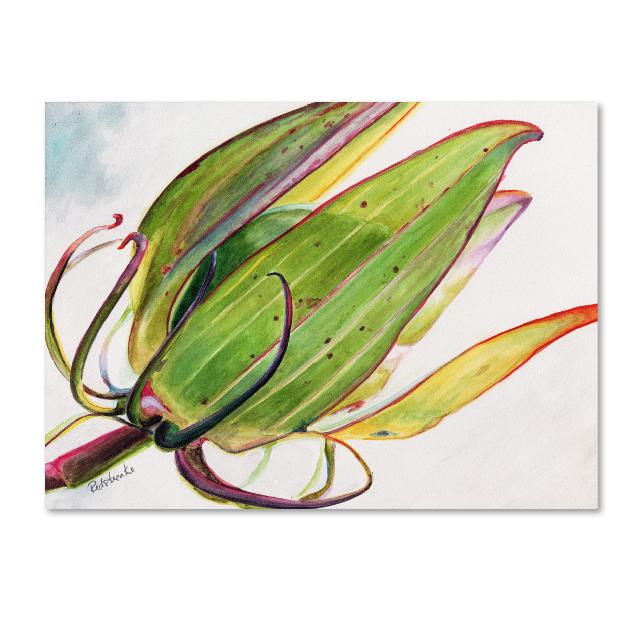 Jennifer Redstreake 'Flower Pod' Canvas Art 18 X 24