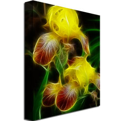 Kathie McCurdy 'Yellow Iris' Canvas Art 18 X 24