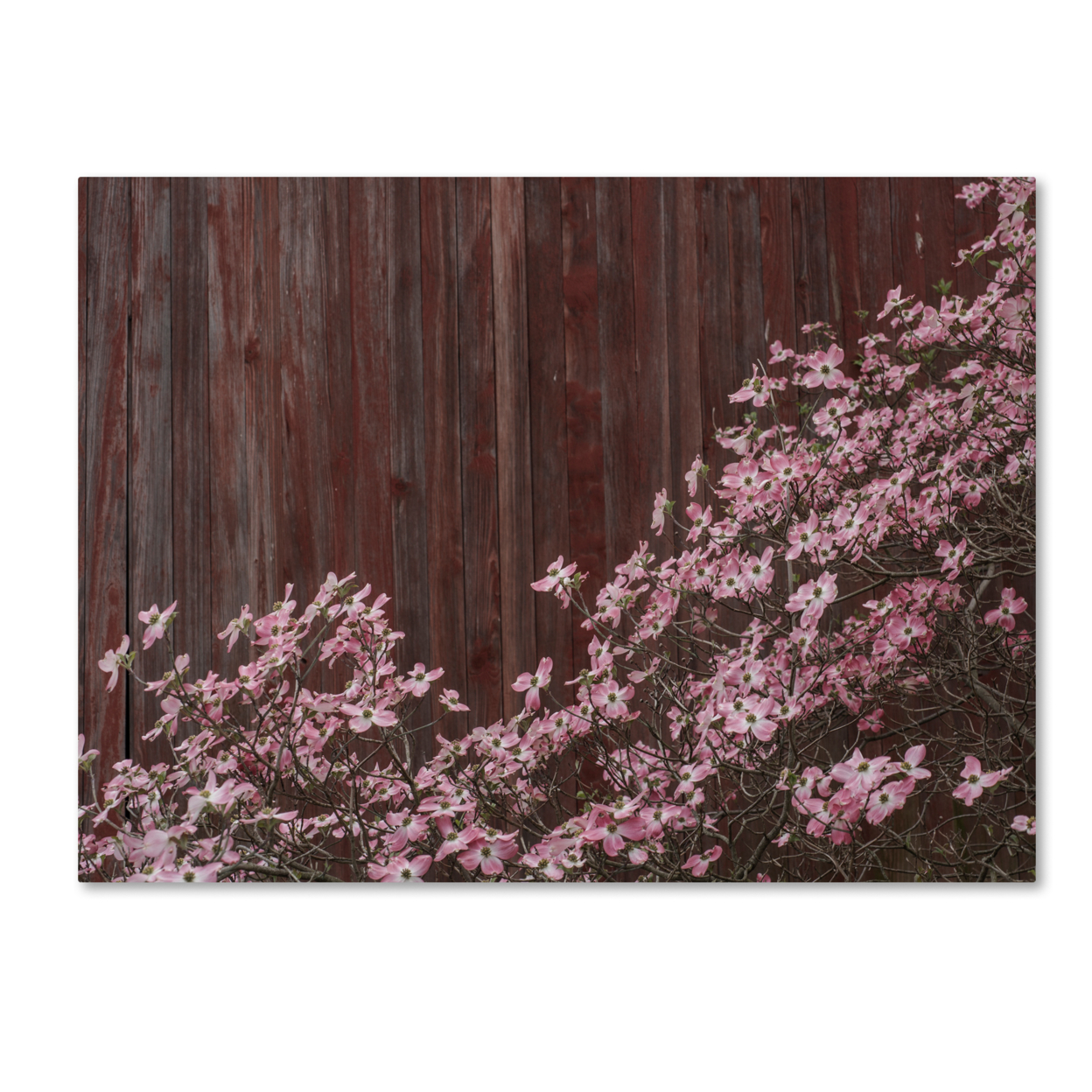 Kurt Shaffer 'Pink Dogwood Red Barn Wood' 14 X 19 Canvas Art