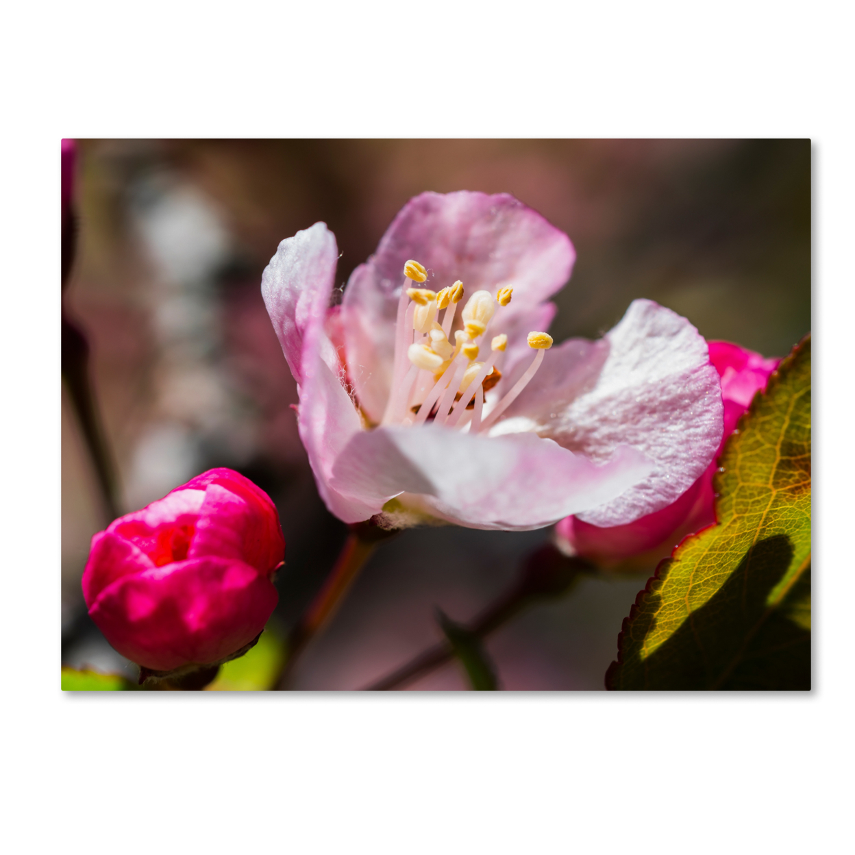 Kurt Shaffer 'Spring Pink Blossom' 14 X 19 Canvas Art