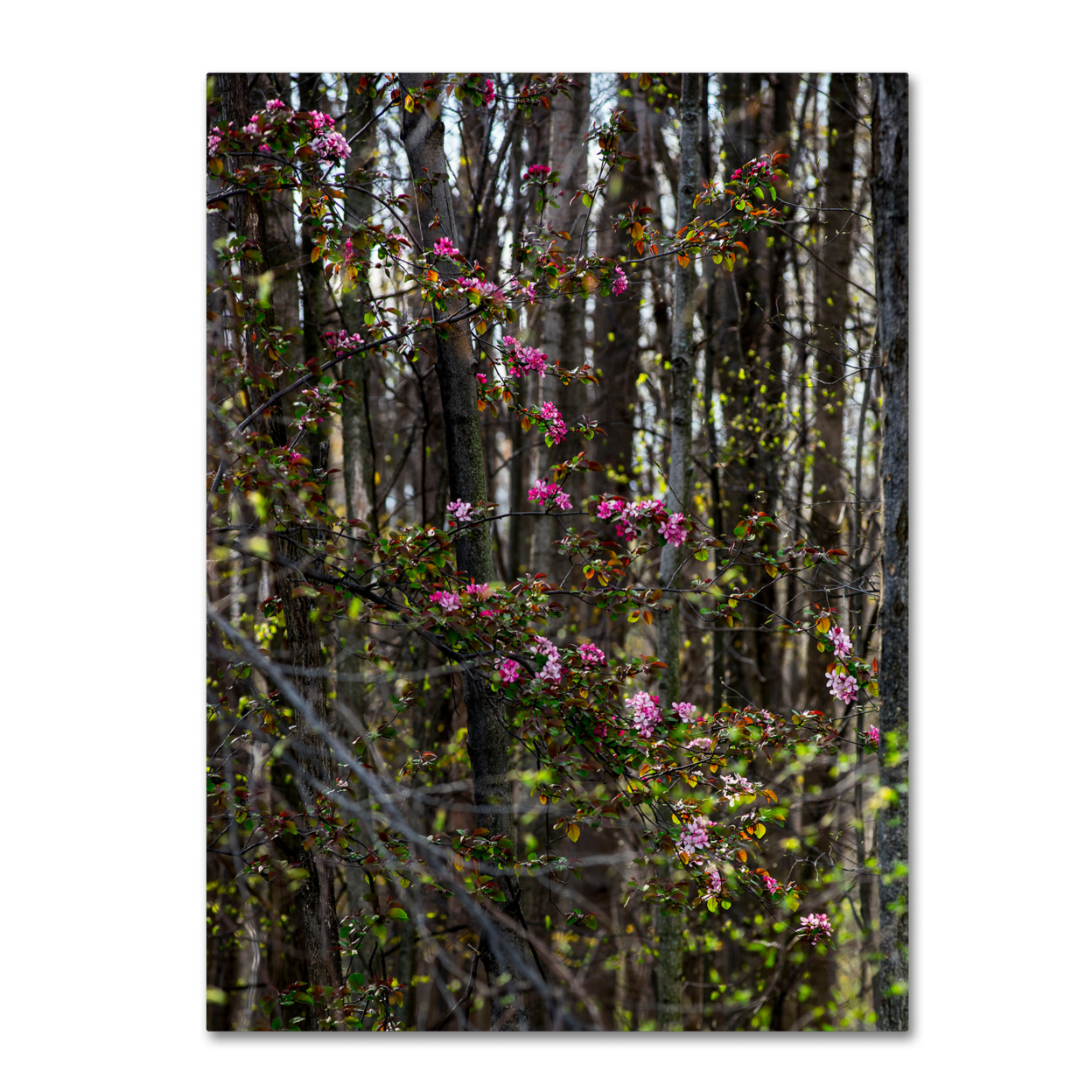 Kurt Shaffer 'Springtime In The Forest' 14 X 19 Canvas Art