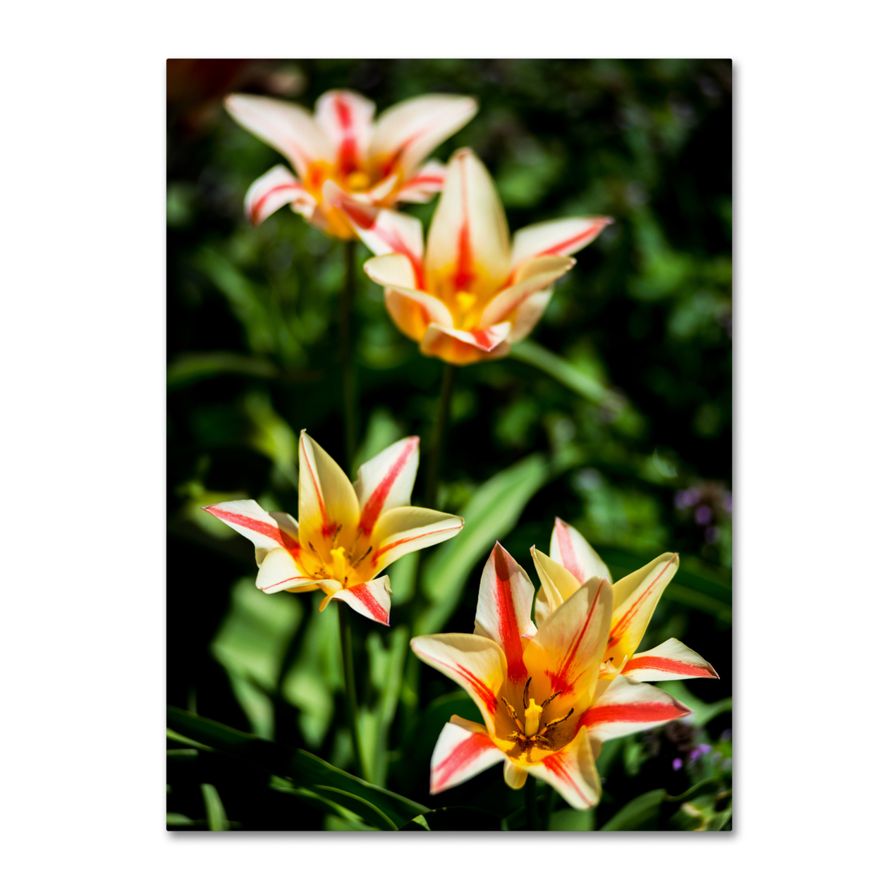 Kurt Shaffer 'Tremont Tulips' 14 X 19 Canvas Art