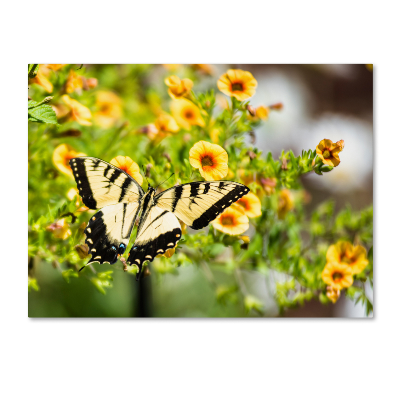 Kurt Shaffer 'Swallowtail Butterfly' 14 X 19 Canvas Art