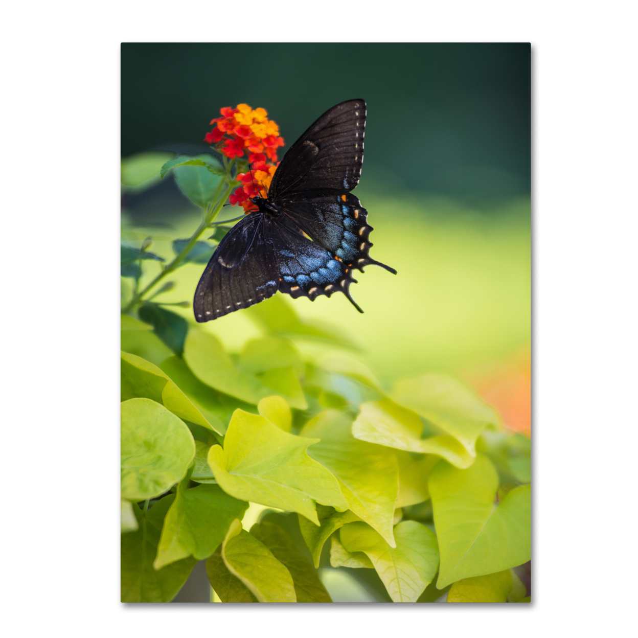 Kurt Shaffer 'Spicebush Swallowtail Butterfly' 14 X 19 Canvas Art