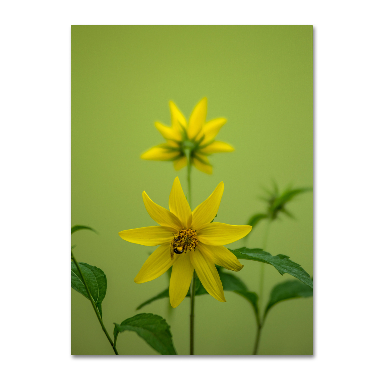 Kurt Shaffer 'Bumblebee Yellow Daisy' 14 X 19 Canvas Art