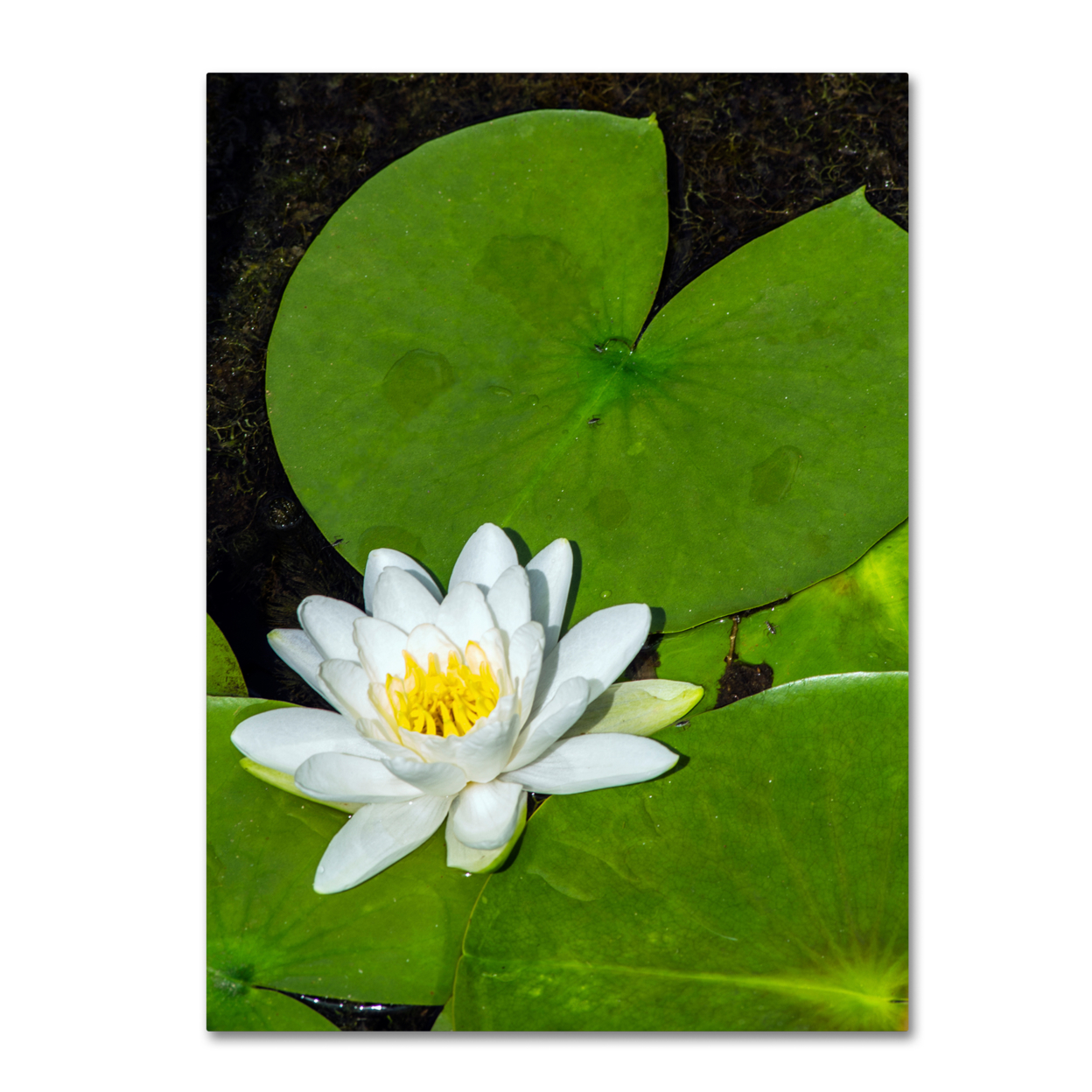 Kurt Shaffer 'White Lotus' Canvas Art 18 X 24