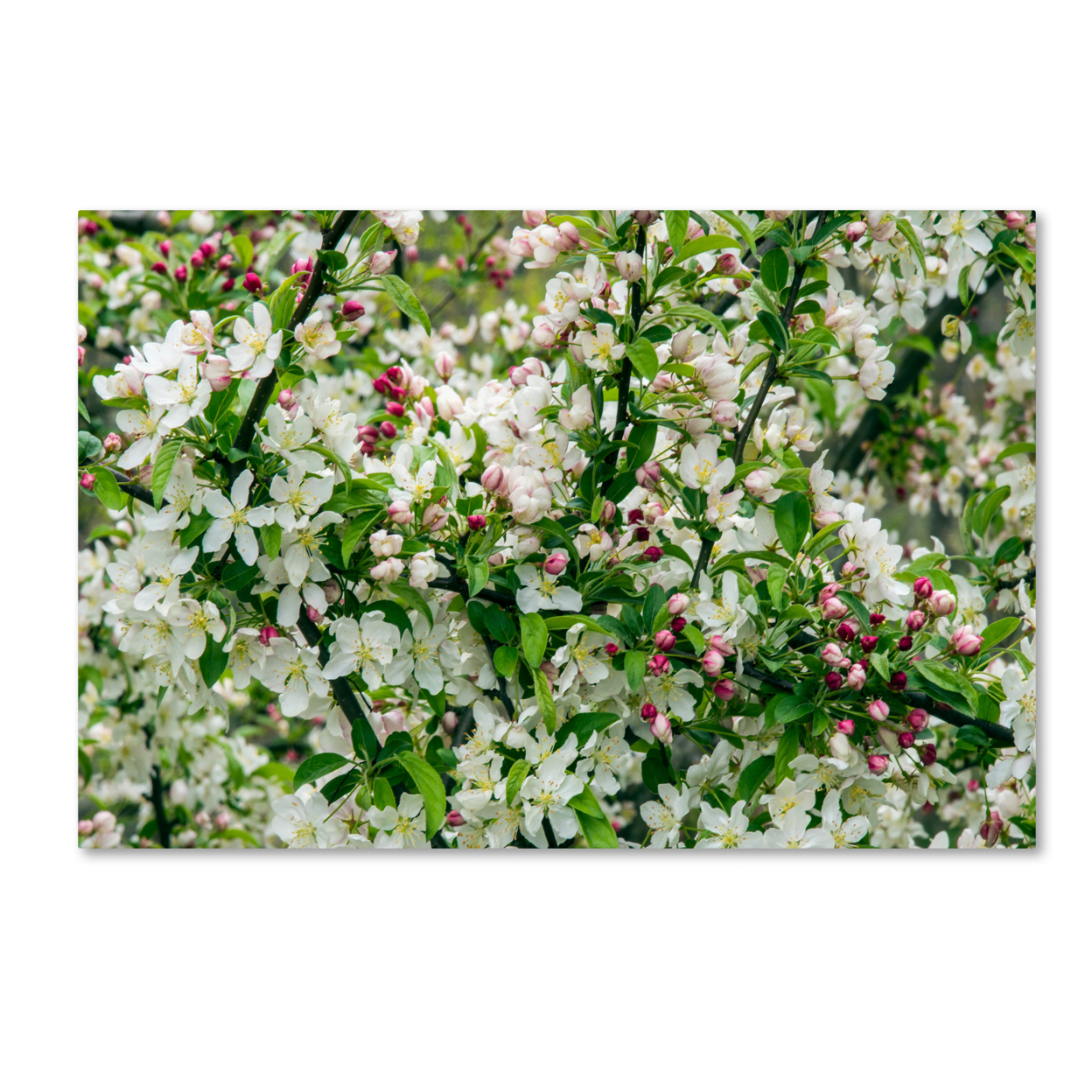 Kurt Shaffer 'Apple Blossoms' Canvas Art 16 X 24