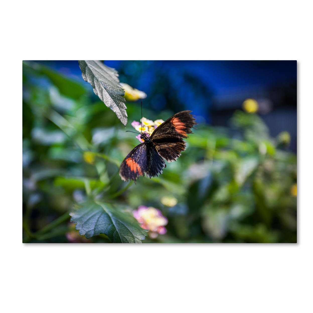 Yale Gurney 'Black And Orange Butterfly' Canvas Art 16 X 24
