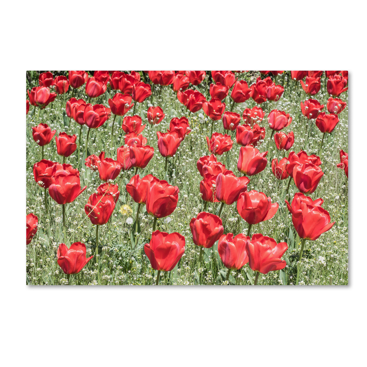 Kurt Shaffer 'Red Red Tulips' Canvas Art 16 X 24