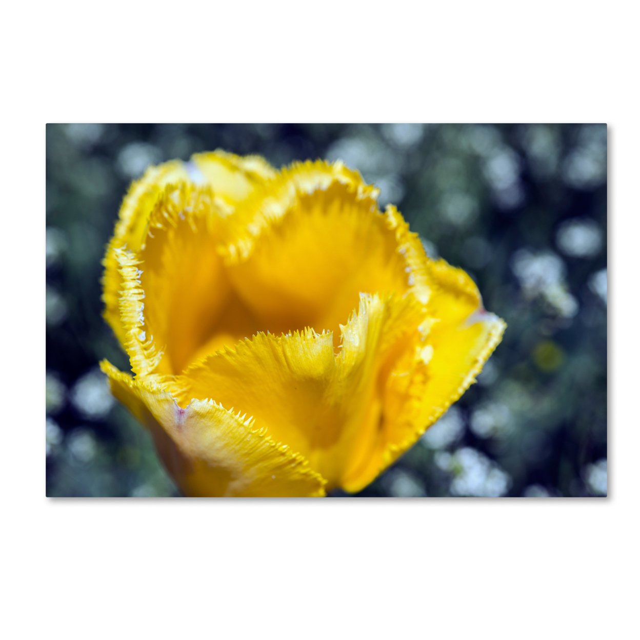 Kurt Shaffer 'Yellow Fringed Tulip II' Canvas Art 16 X 24