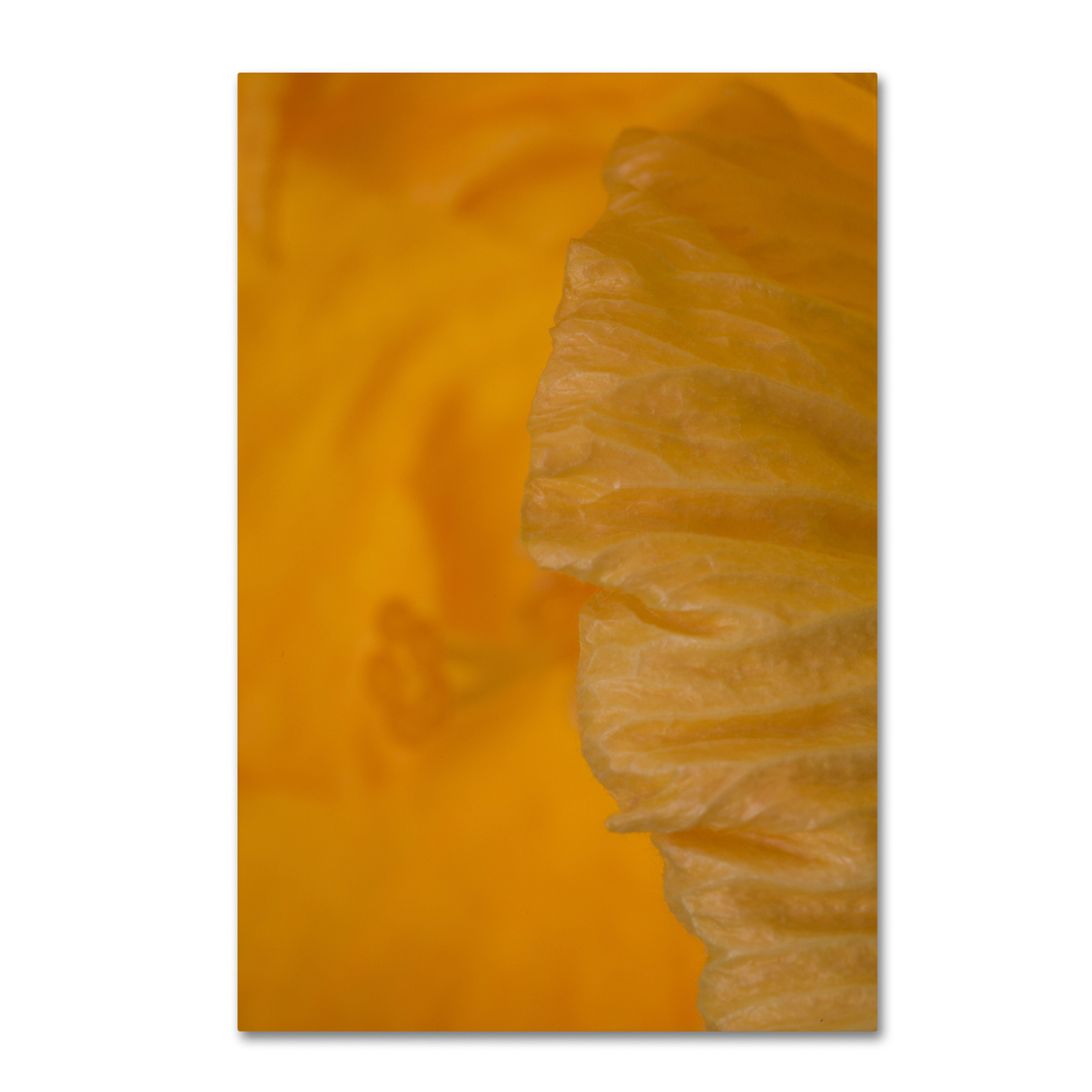 Kurt Shaffer 'Yellow Hibiscus Study II' Canvas Art 16 X 24