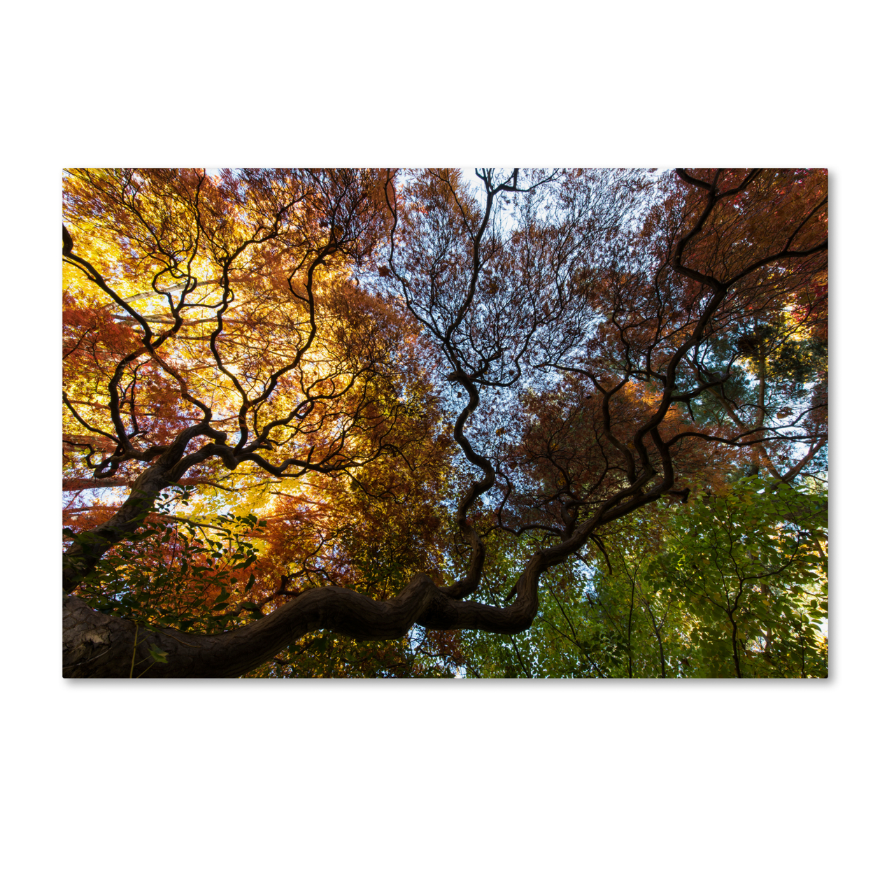 Kurt Shaffer 'Under A Japanese Maple Tree' Canvas Art 16 X 24