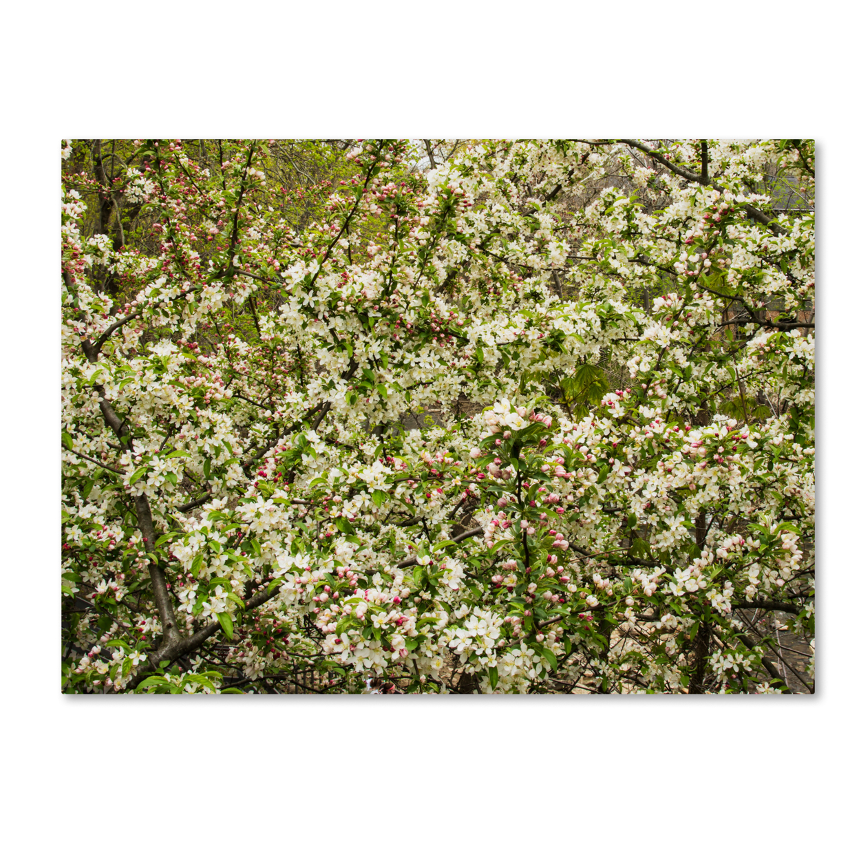 Kurt Shaffer 'Apple Blossoms III' Canvas Art