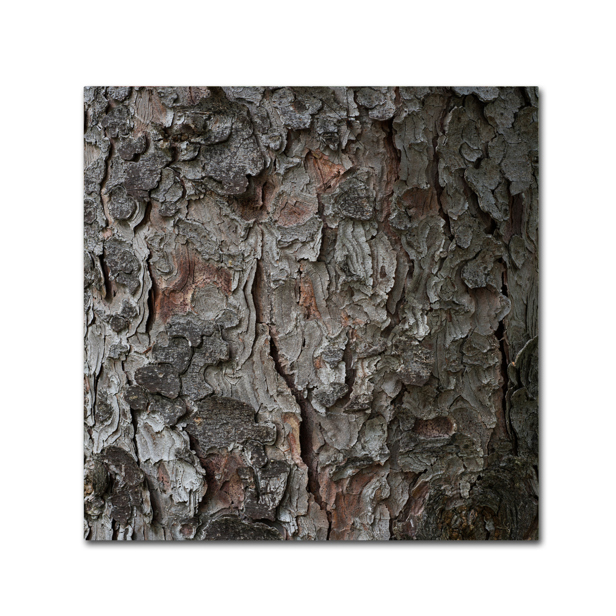 Kurt Shaffer 'Pine Tree' Large Canvas Art 35 X 35