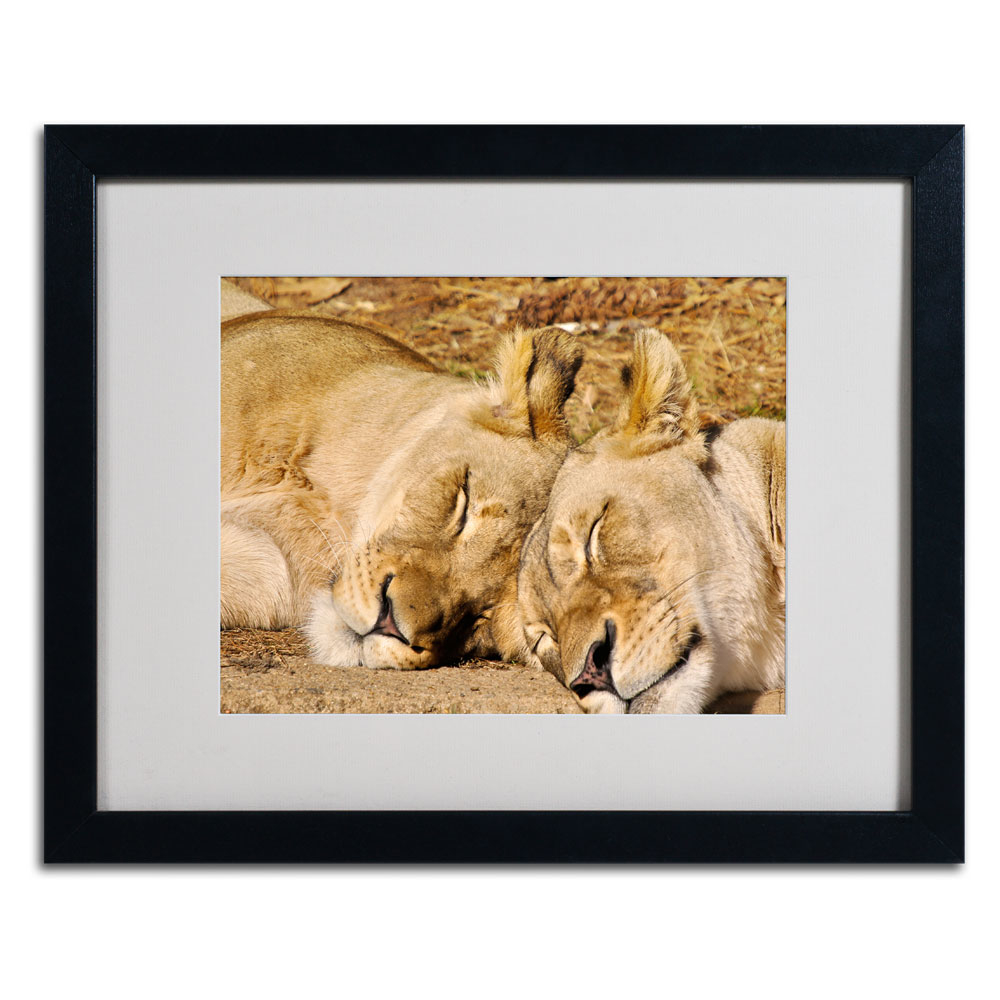 CATeyes 'National Zoo - Lions' Black Wooden Framed Art 18 X 22 Inches
