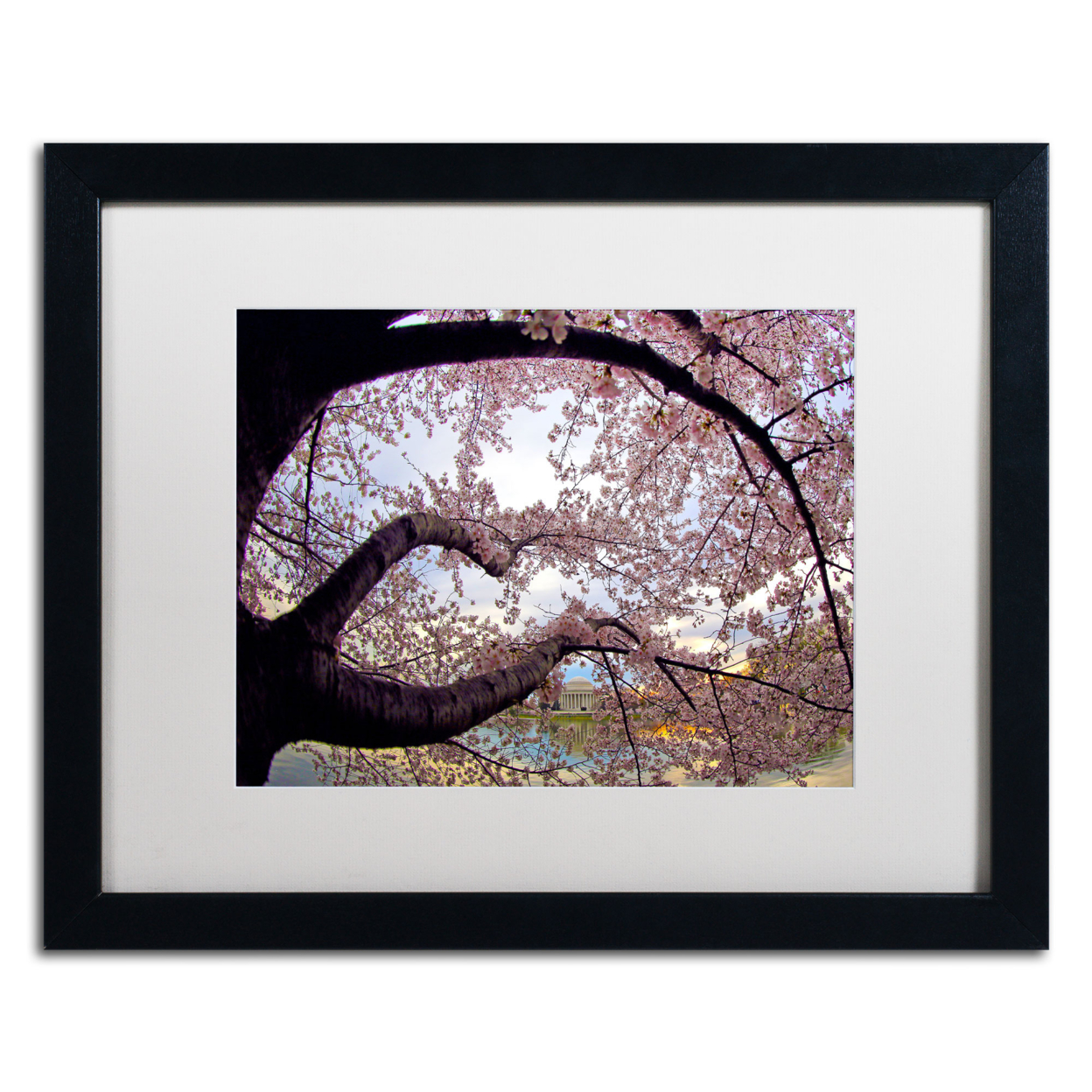 CATeyes 'Cherry Blossoms 2014-1' Black Wooden Framed Art 18 X 22 Inches
