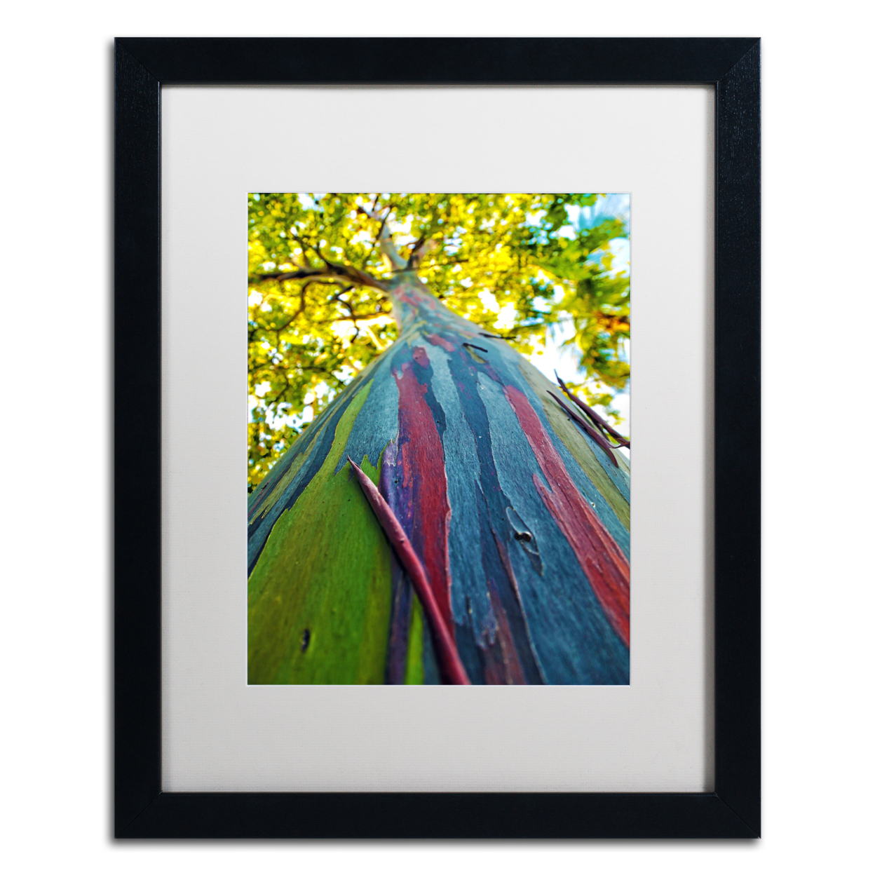 CATeyes 'Rainbow Eucalyptus Tree' Black Wooden Framed Art 18 X 22 Inches