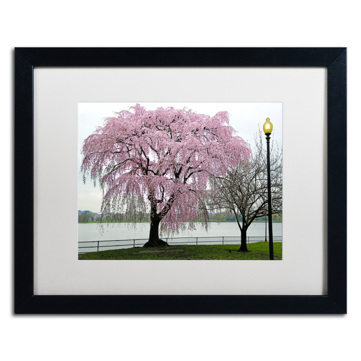 CATeyes 'Cherry Tree' Black Wooden Framed Art 18 X 22 Inches