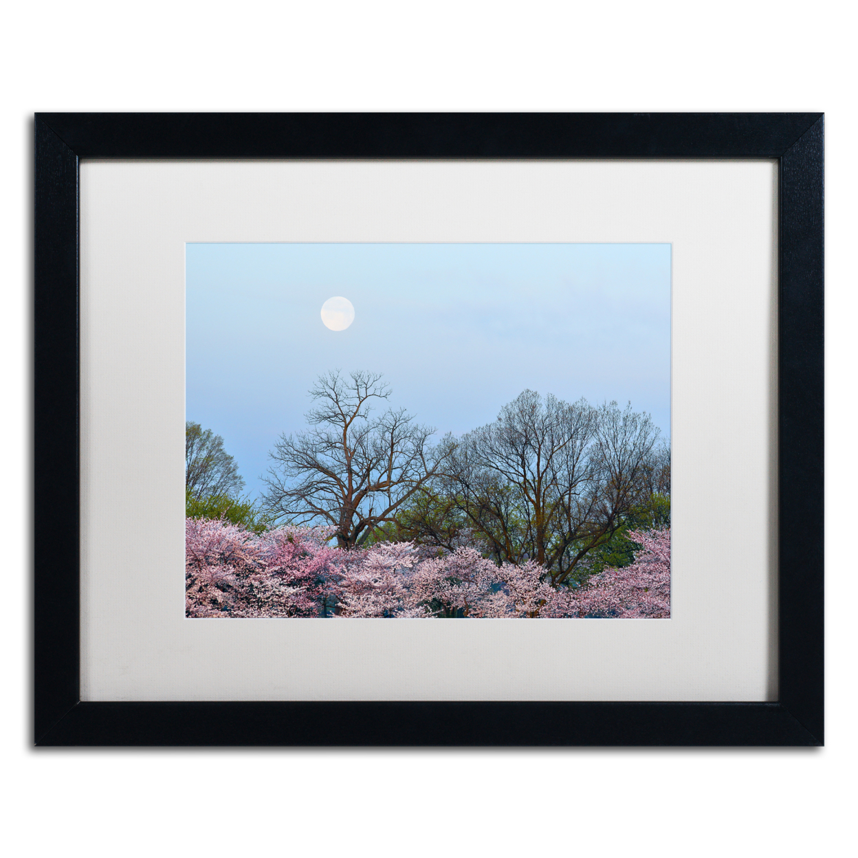 CATeyes 'Spring Moon 2' Black Wooden Framed Art 18 X 22 Inches