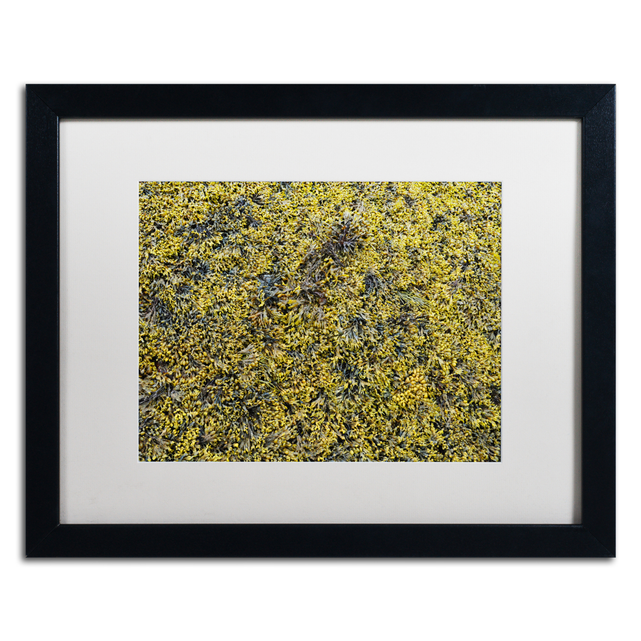 Nicole Dietz 'Seaweed' Black Wooden Framed Art 18 X 22 Inches