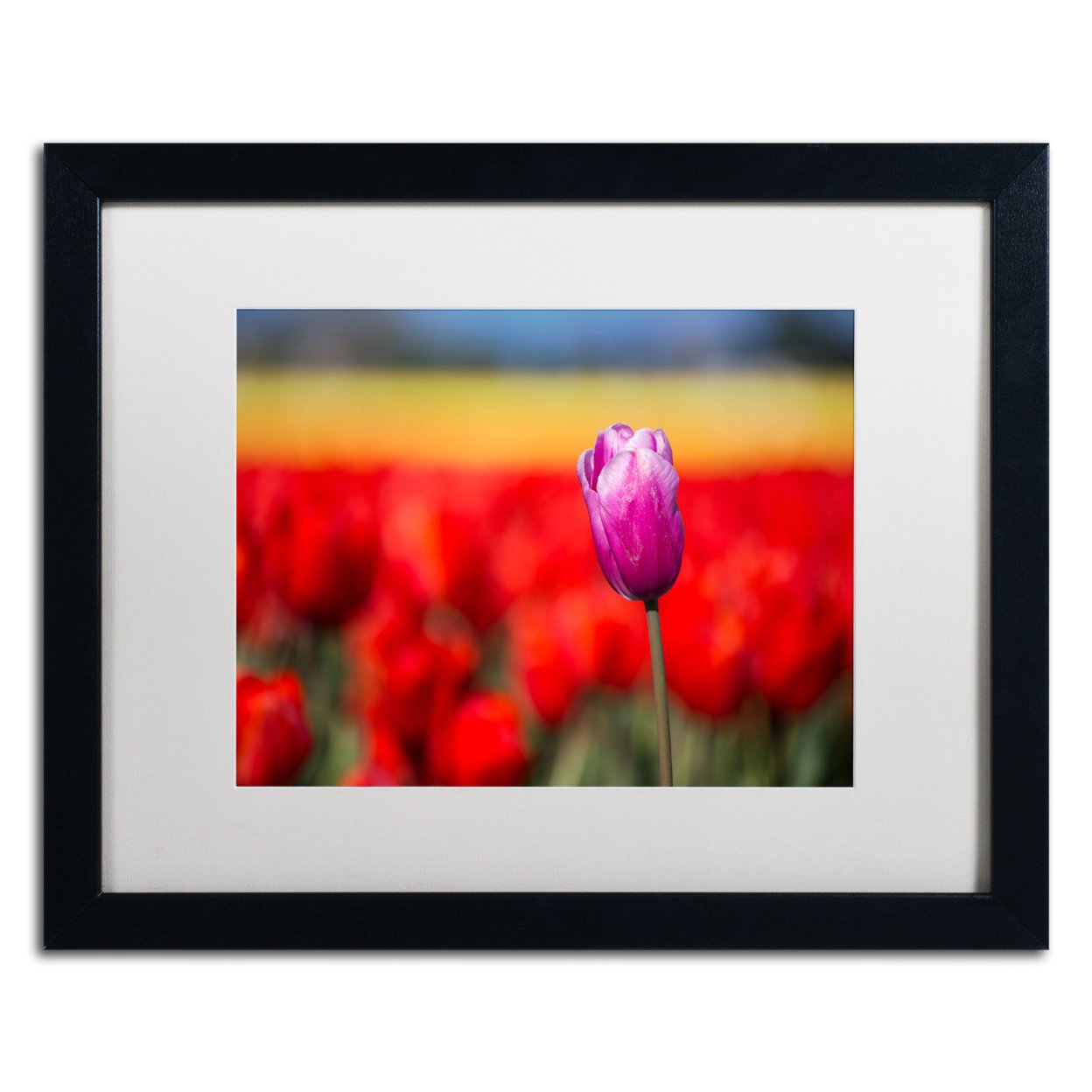 Pierre Leclerc 'Purple Tulip' Black Wooden Framed Art 18 X 22 Inches