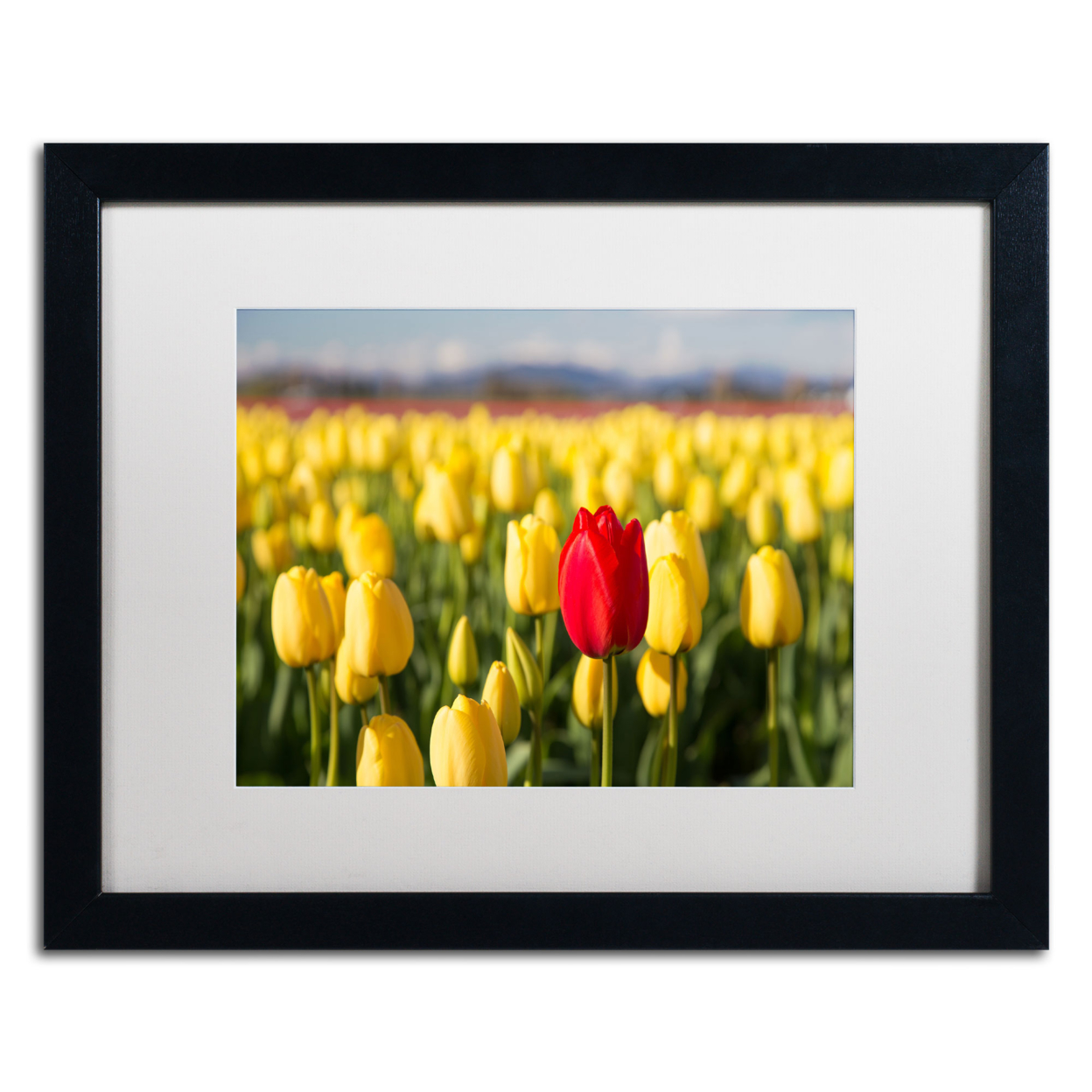 Pierre Leclerc 'Red Tulip' Black Wooden Framed Art 18 X 22 Inches