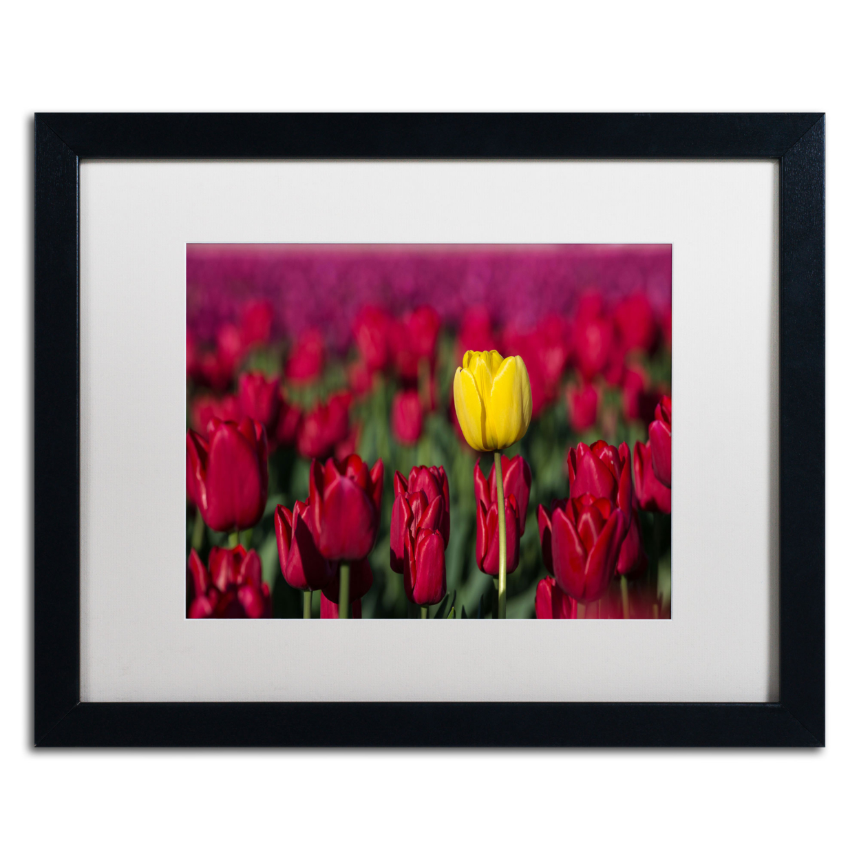 Pierre Leclerc 'Yellow Tulip' Black Wooden Framed Art 18 X 22 Inches
